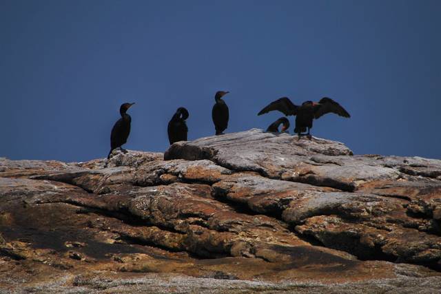 Cormorant poses