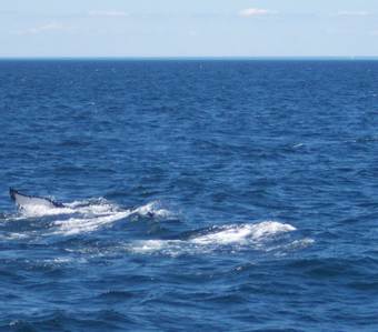 Mother and calf humpback whale