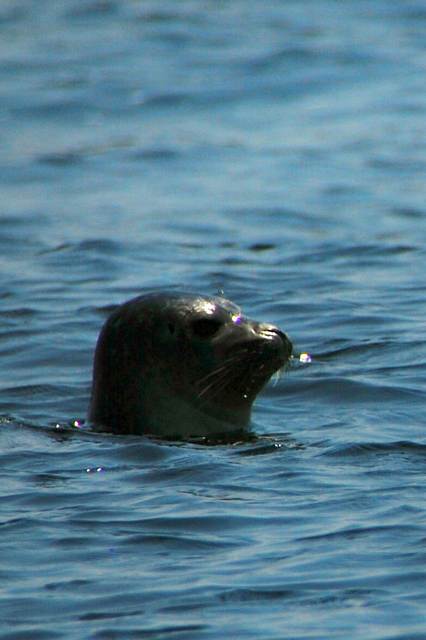 "people watching" seal