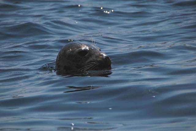 Seal watching.