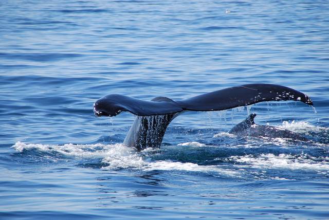 Mother and calf