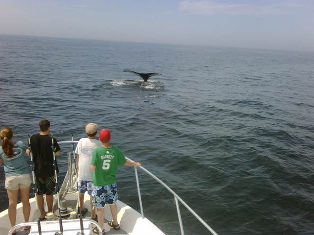 Whale tail