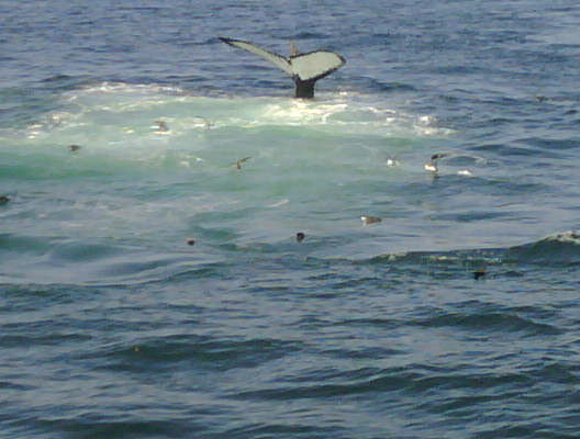 Whales and gulls feeding