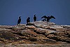 Cormorant poses