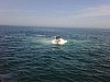 Seagull on whale